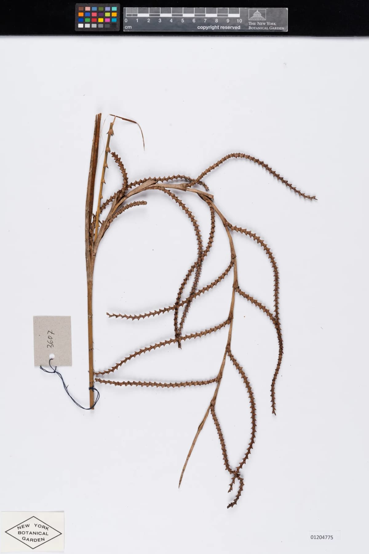 Botanical specimen of Calamus Rudentum.