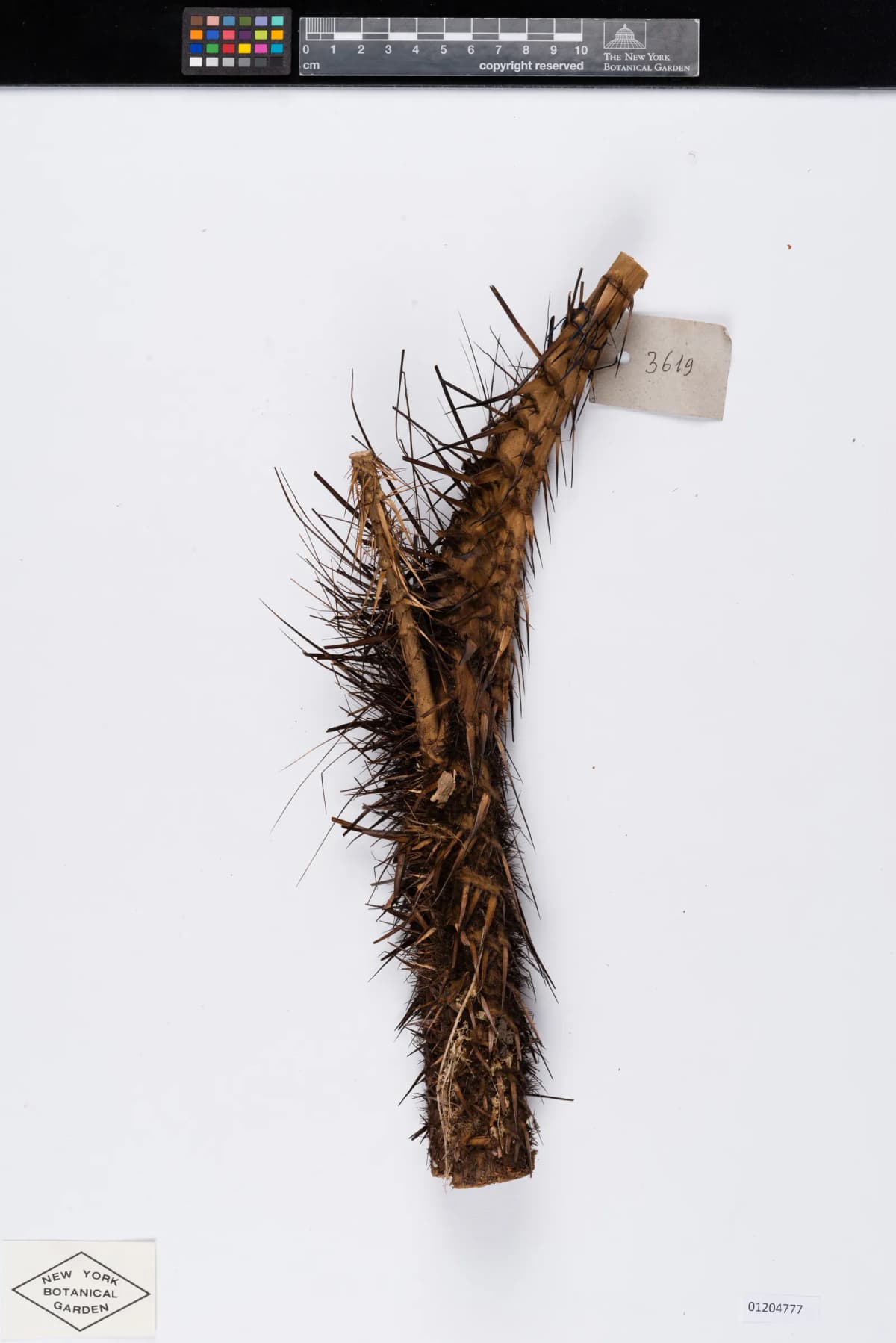 Botanical specimen of Calamus Rudentum.