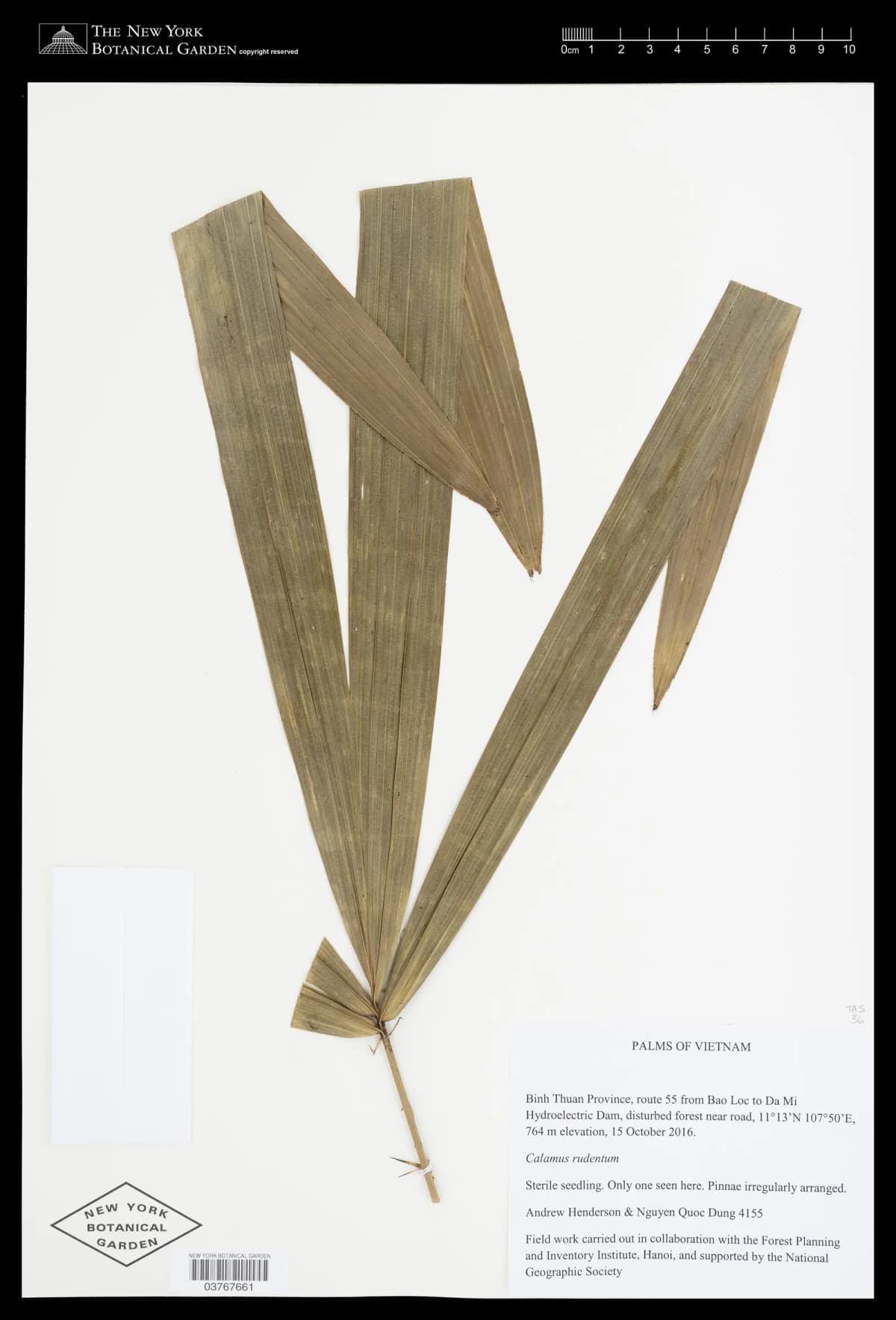 Botanical specimen of Calamus Rudentum.