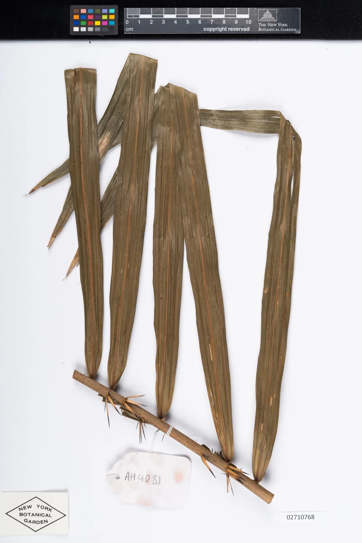 Botanical specimen of Calamus Rudentum.
