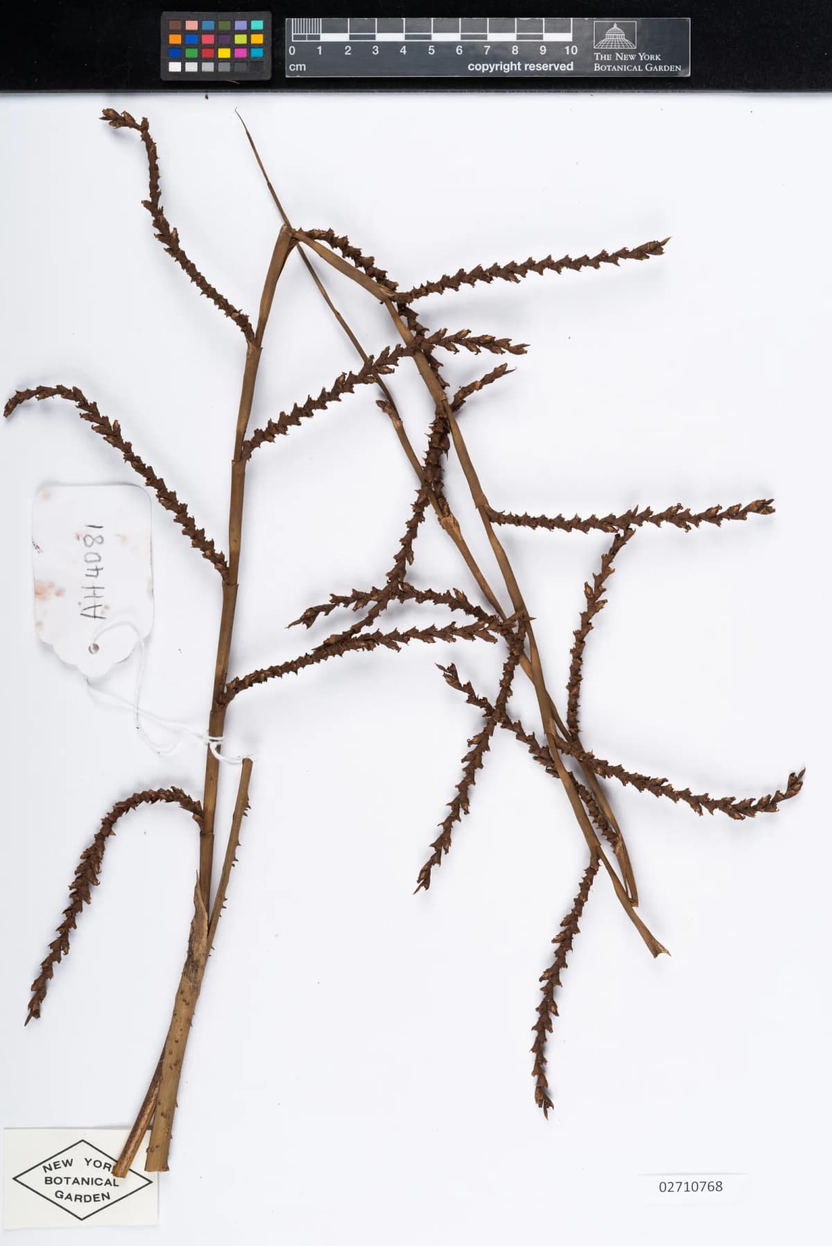 Botanical specimen of Calamus Rudentum.