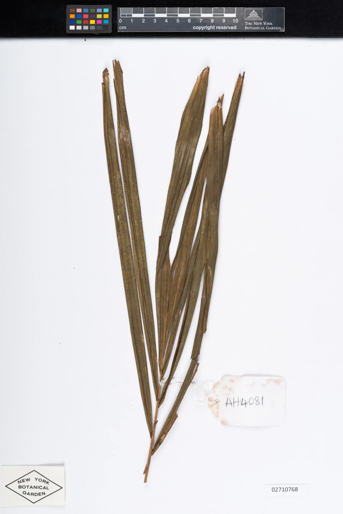 Botanical specimen of Calamus Rudentum.