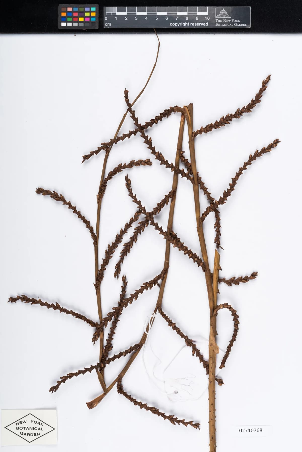 Botanical specimen of Calamus Rudentum.