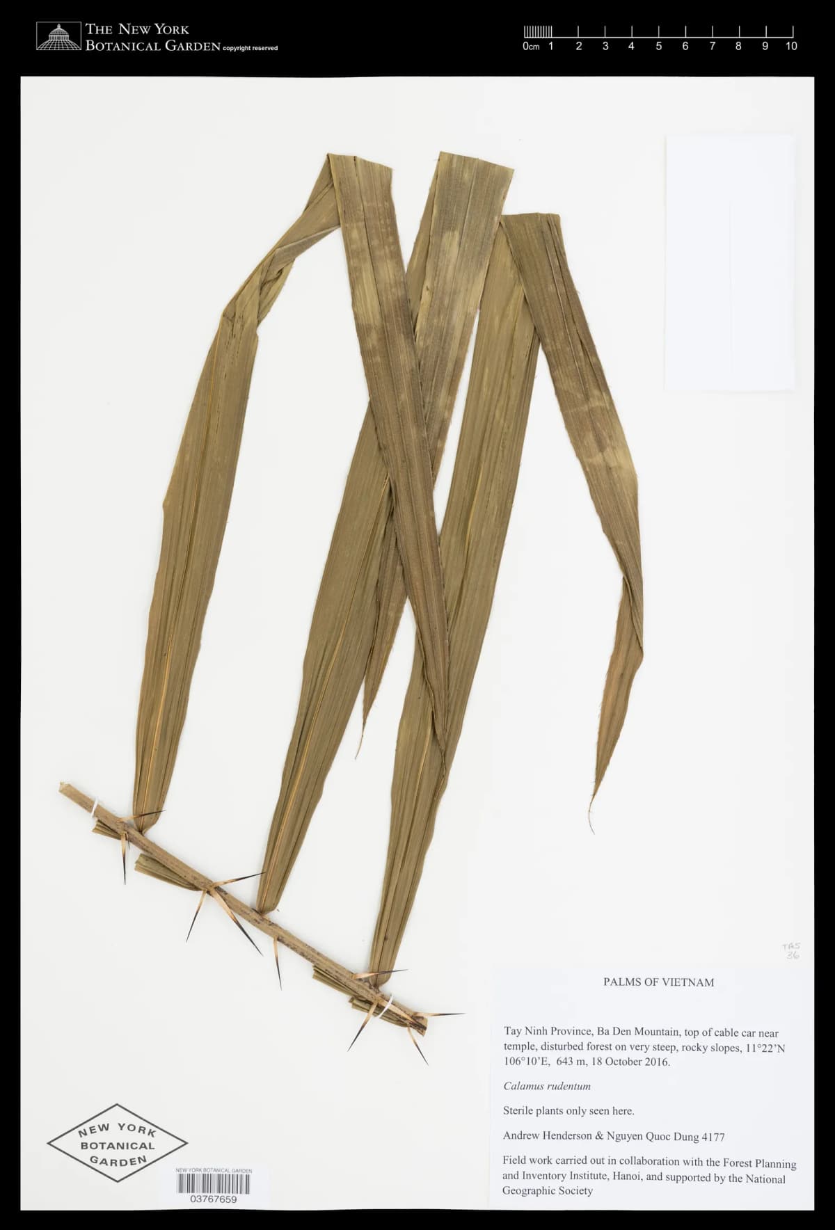 Botanical specimen of Calamus Rudentum.