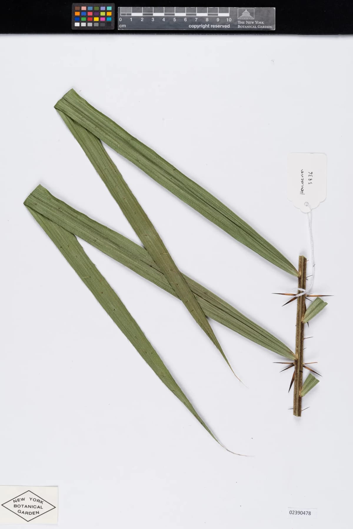 Botanical specimen of Calamus Rudentum.