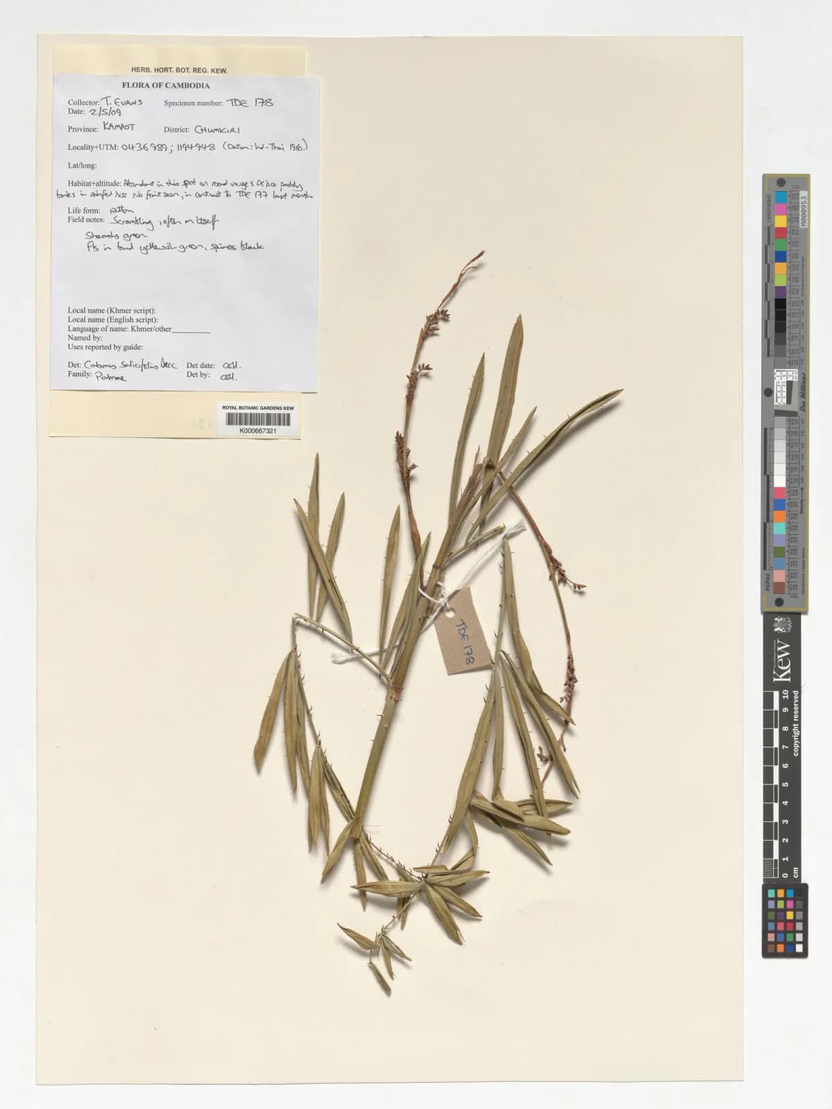 Botanical specimen of Calamus Salicifolius.
