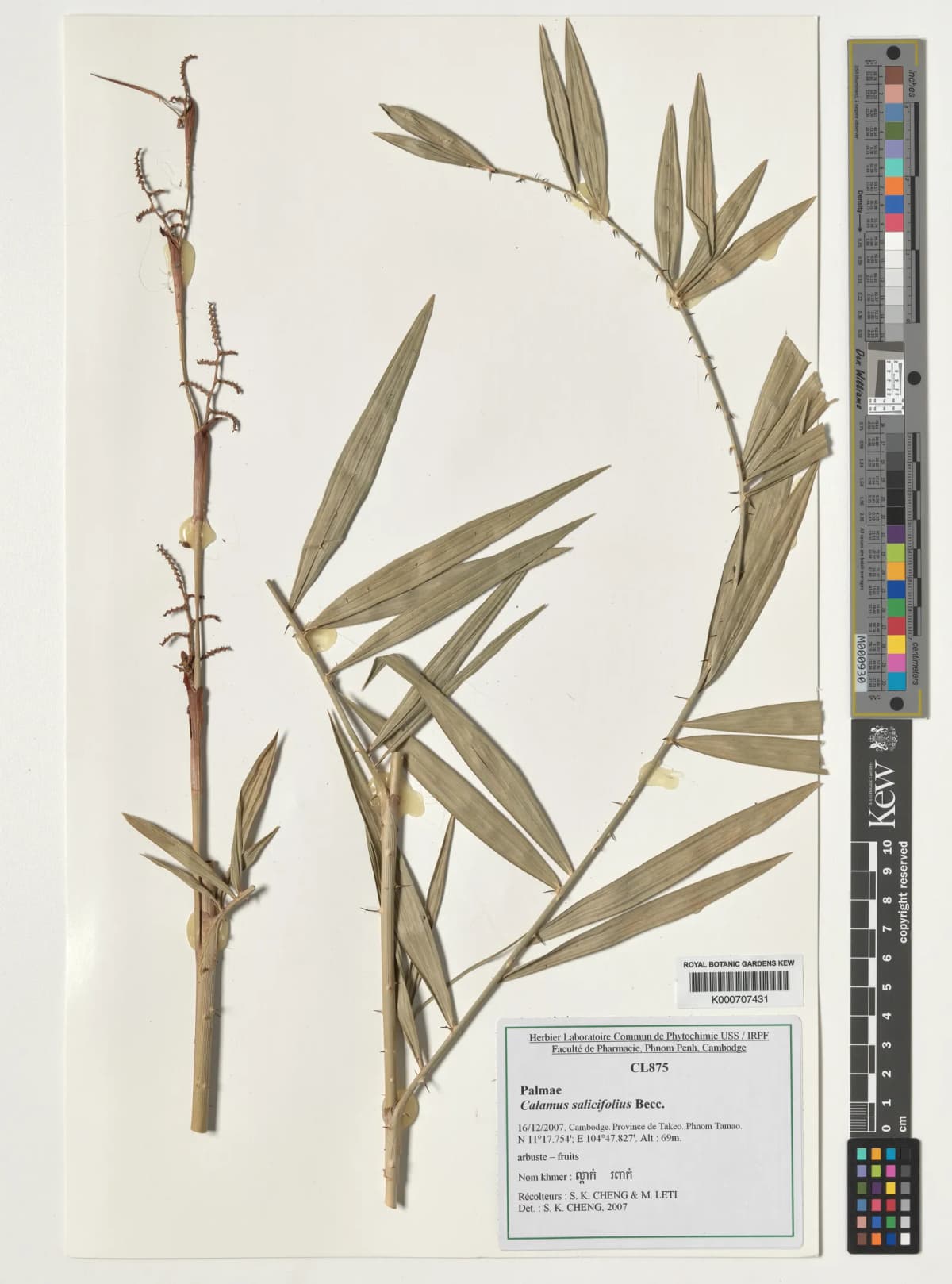Botanical specimen of Calamus Salicifolius.