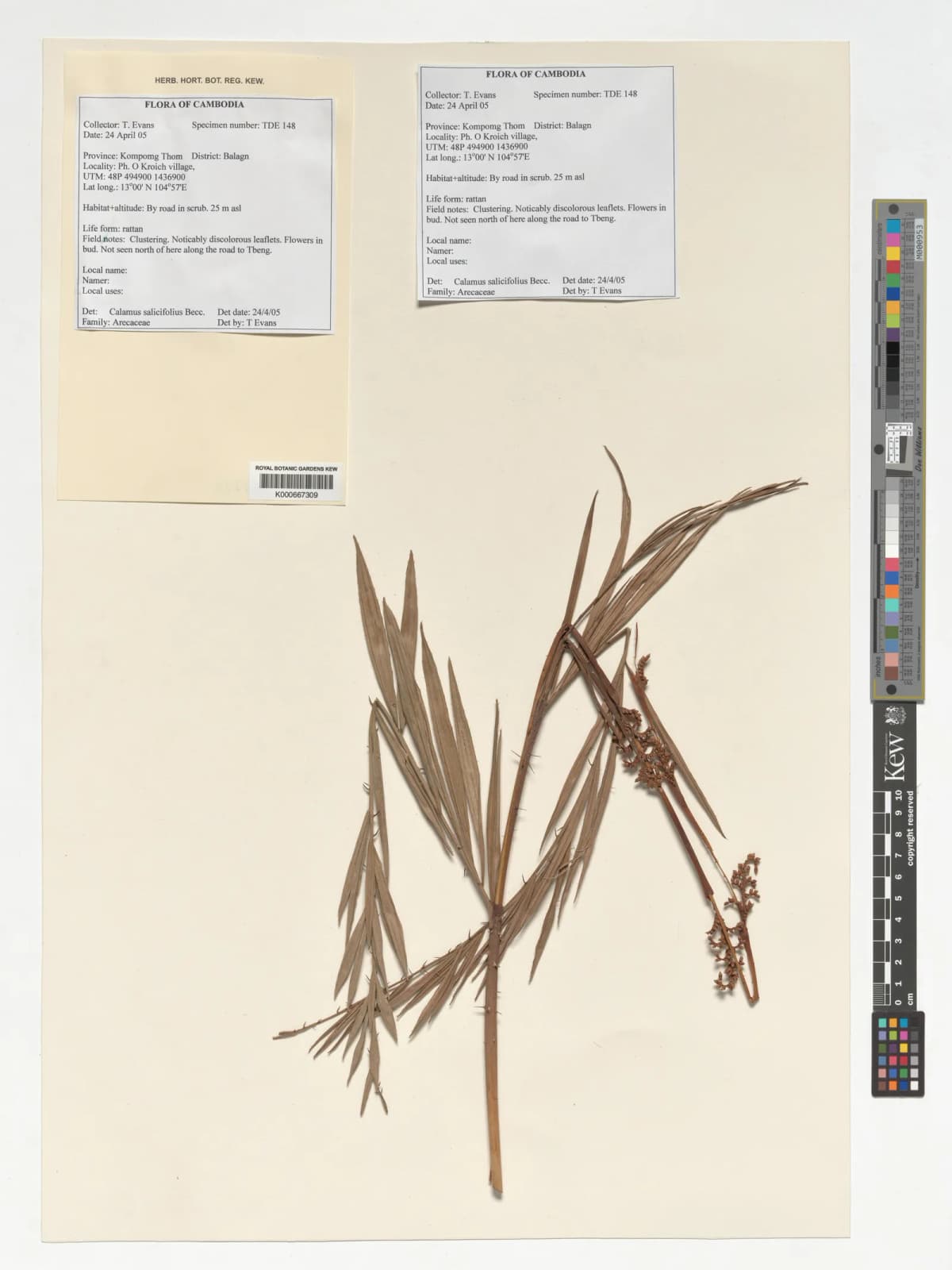 Botanical specimen of Calamus Salicifolius.