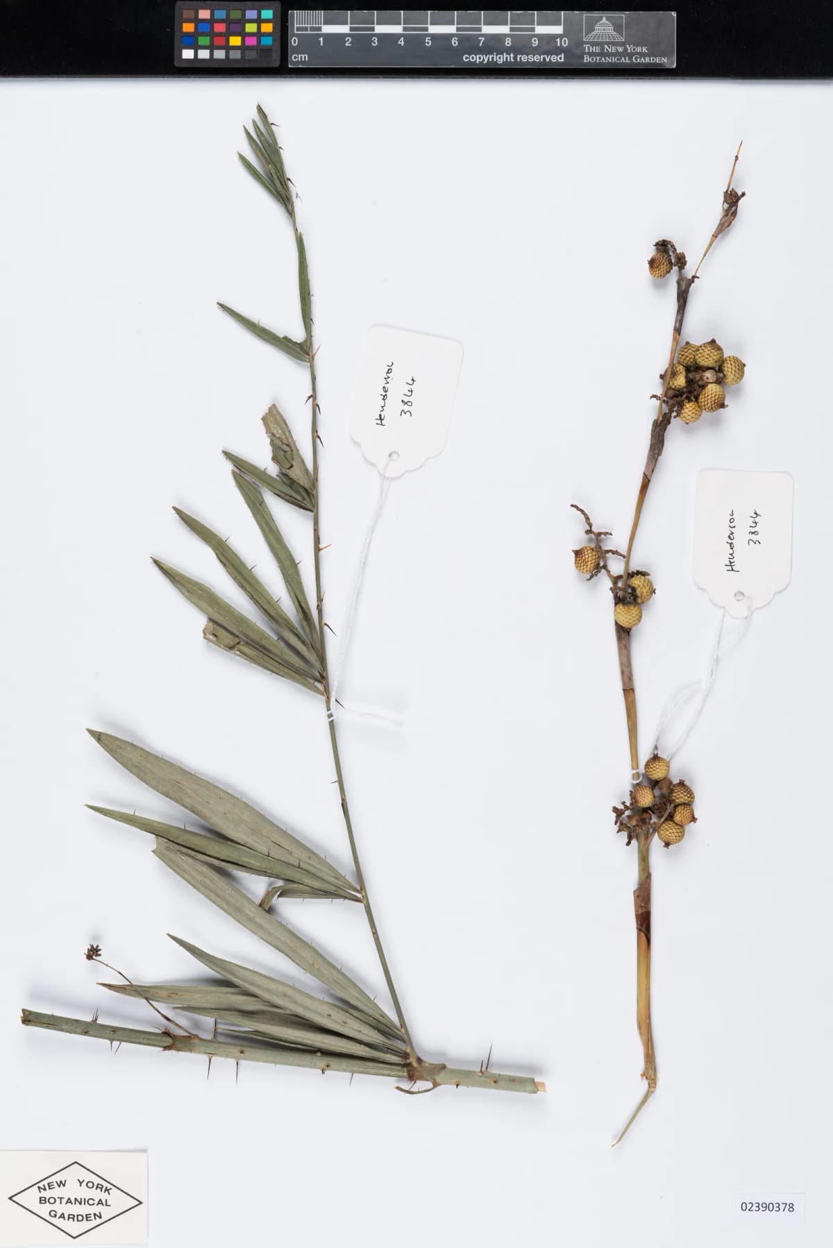 Botanical specimen of Calamus Salicifolius.