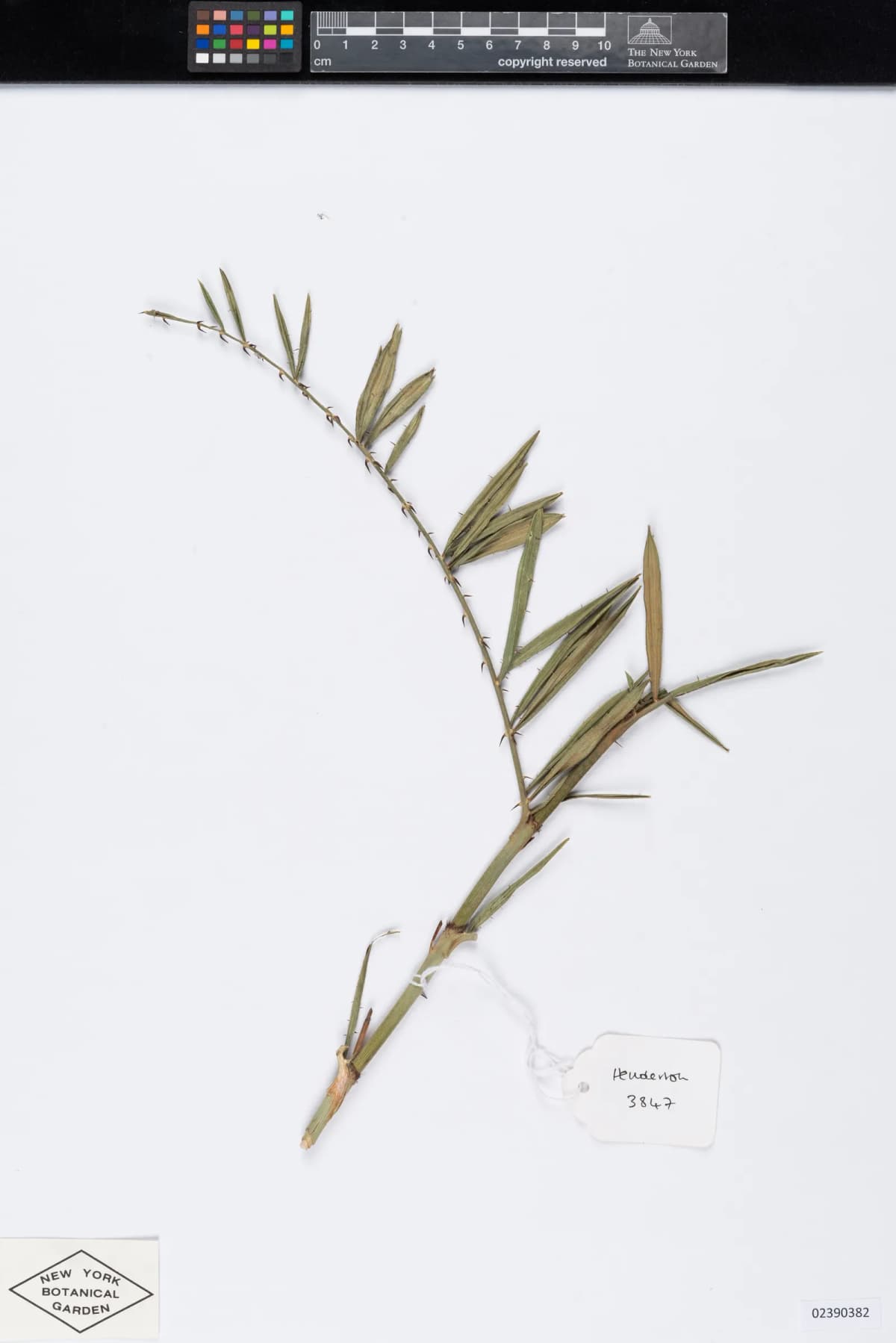 Botanical specimen of Calamus Salicifolius.