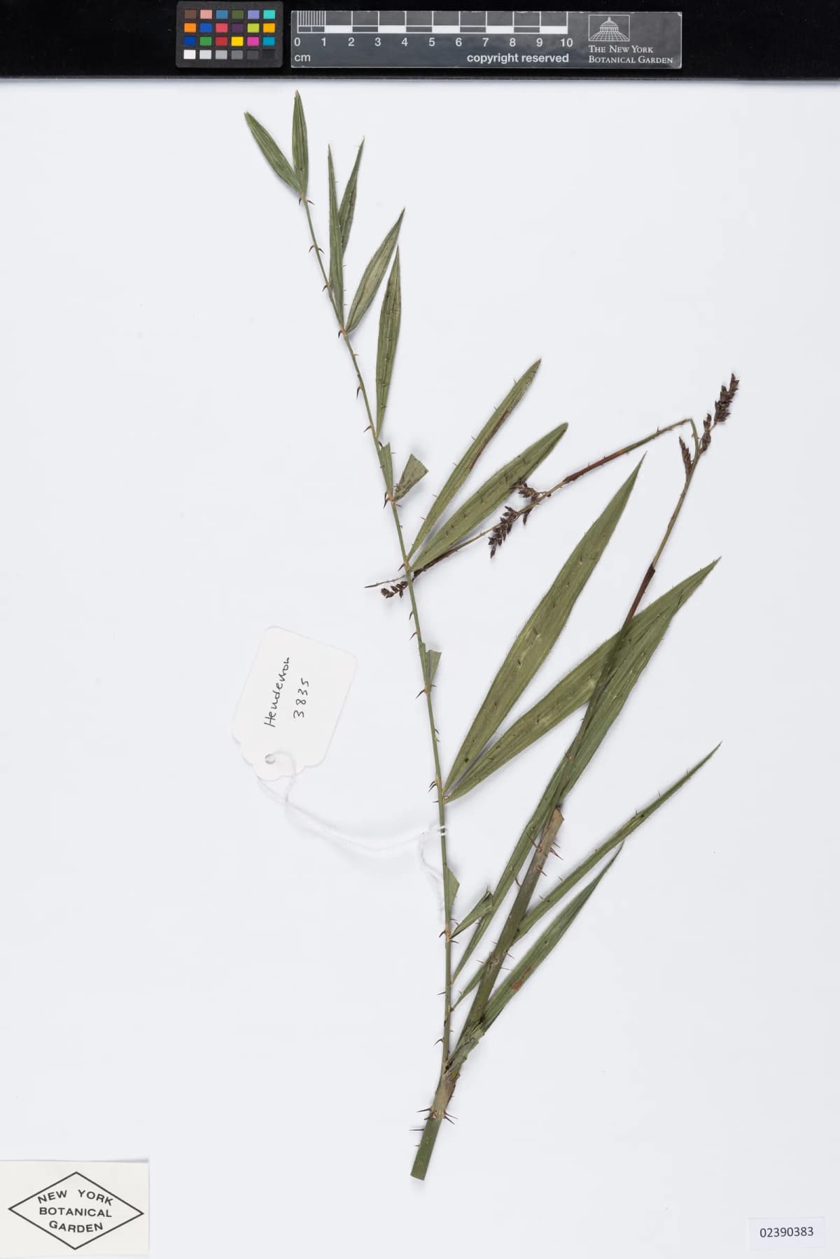 Botanical specimen of Calamus Salicifolius.