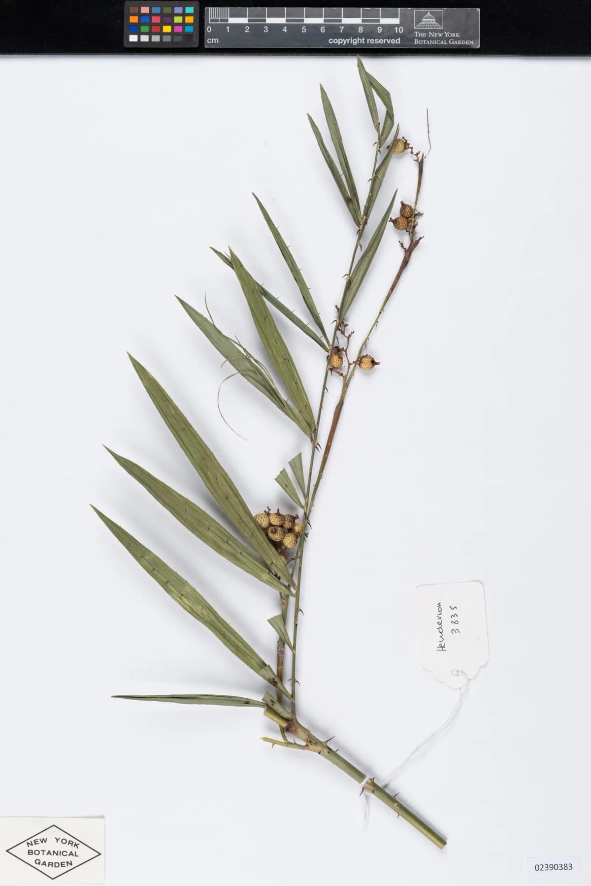 Botanical specimen of Calamus Salicifolius.