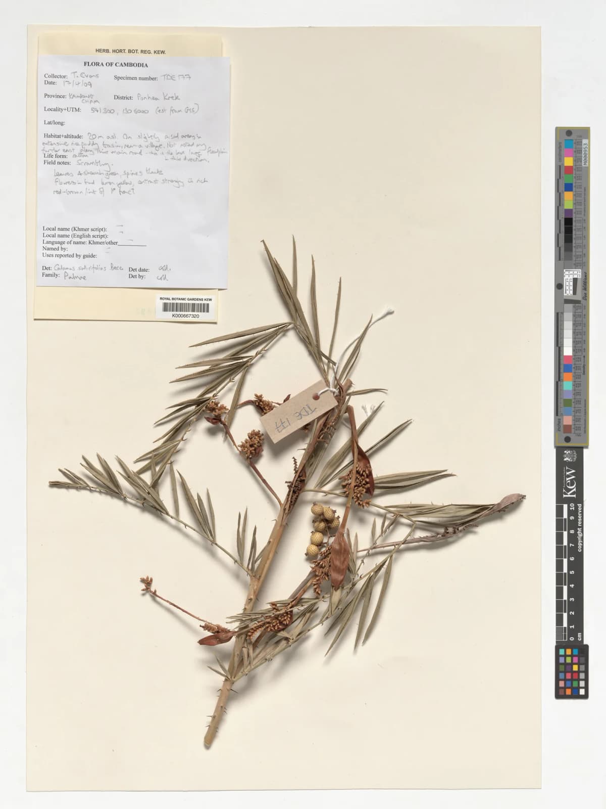 Botanical specimen of Calamus Salicifolius.