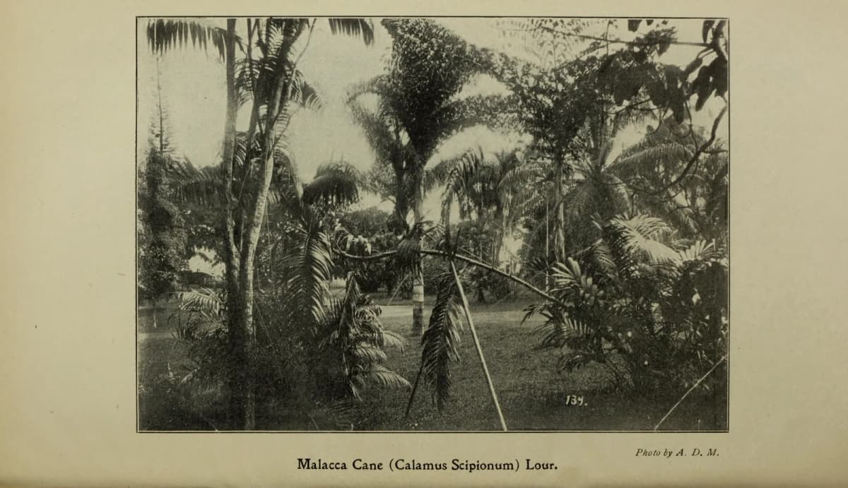Botanical specimen of Calamus Scipionum.