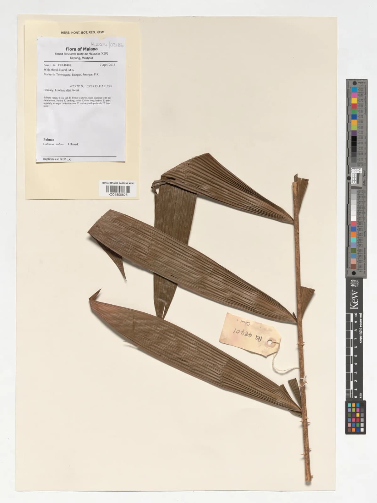 Botanical specimen of Calamus Sedens.