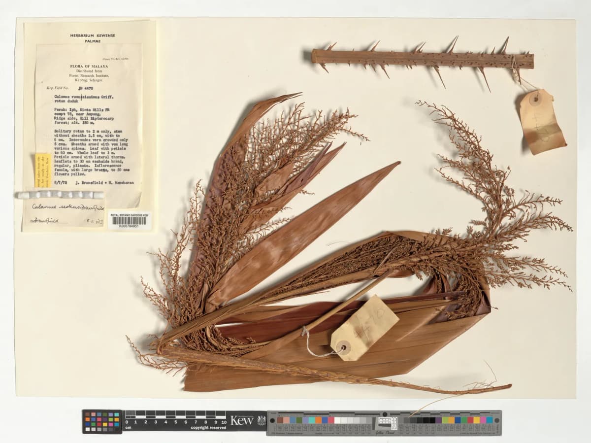 Botanical specimen of Calamus Sedens.