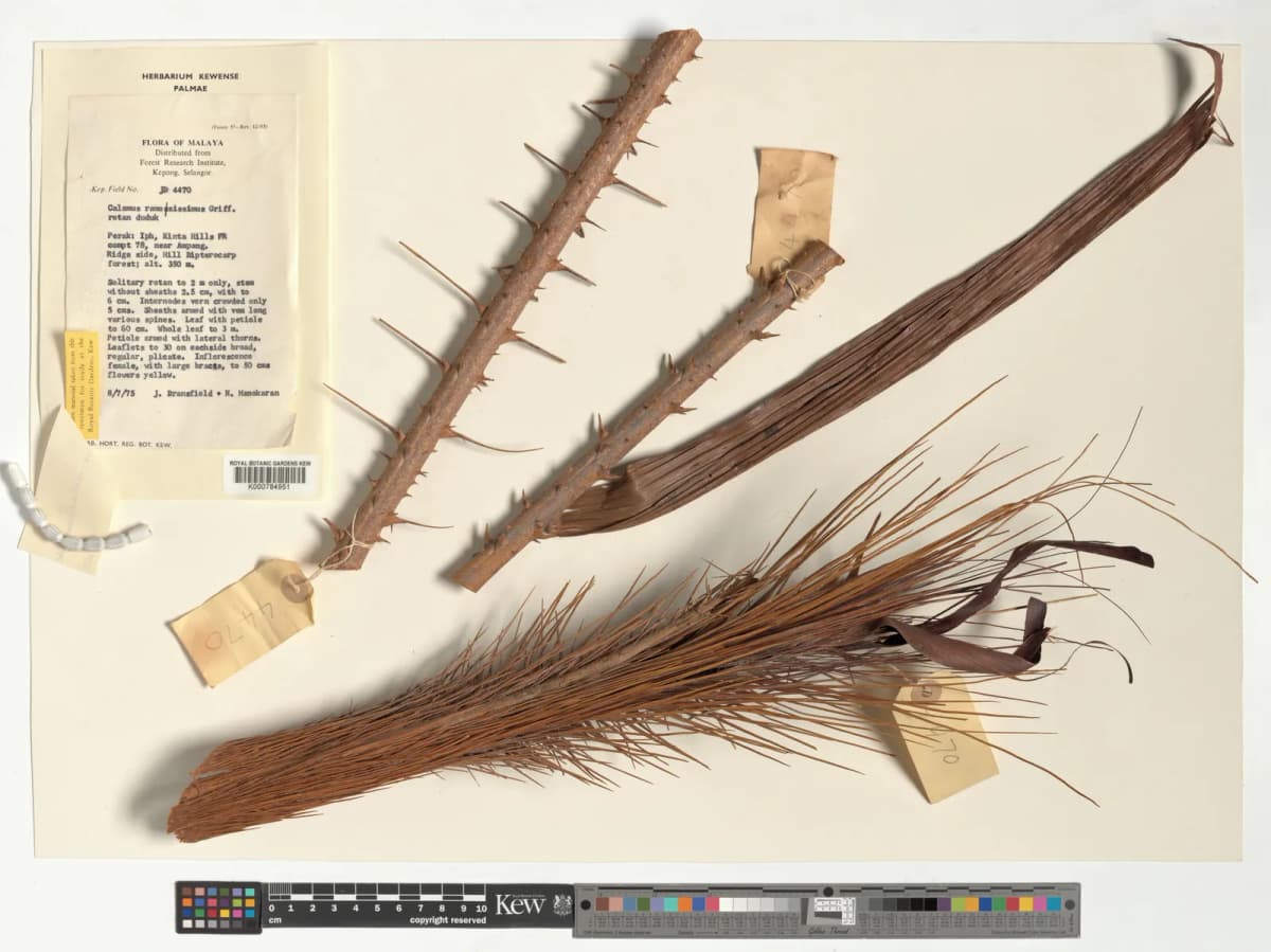 Botanical specimen of Calamus Sedens.