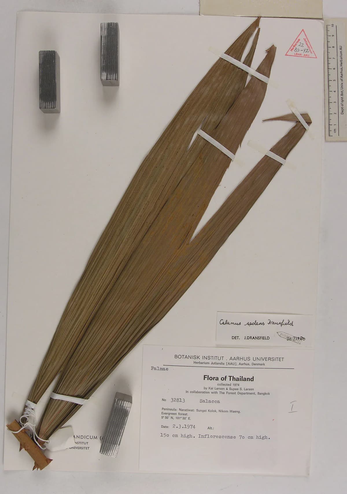 Botanical specimen of Calamus Sedens.