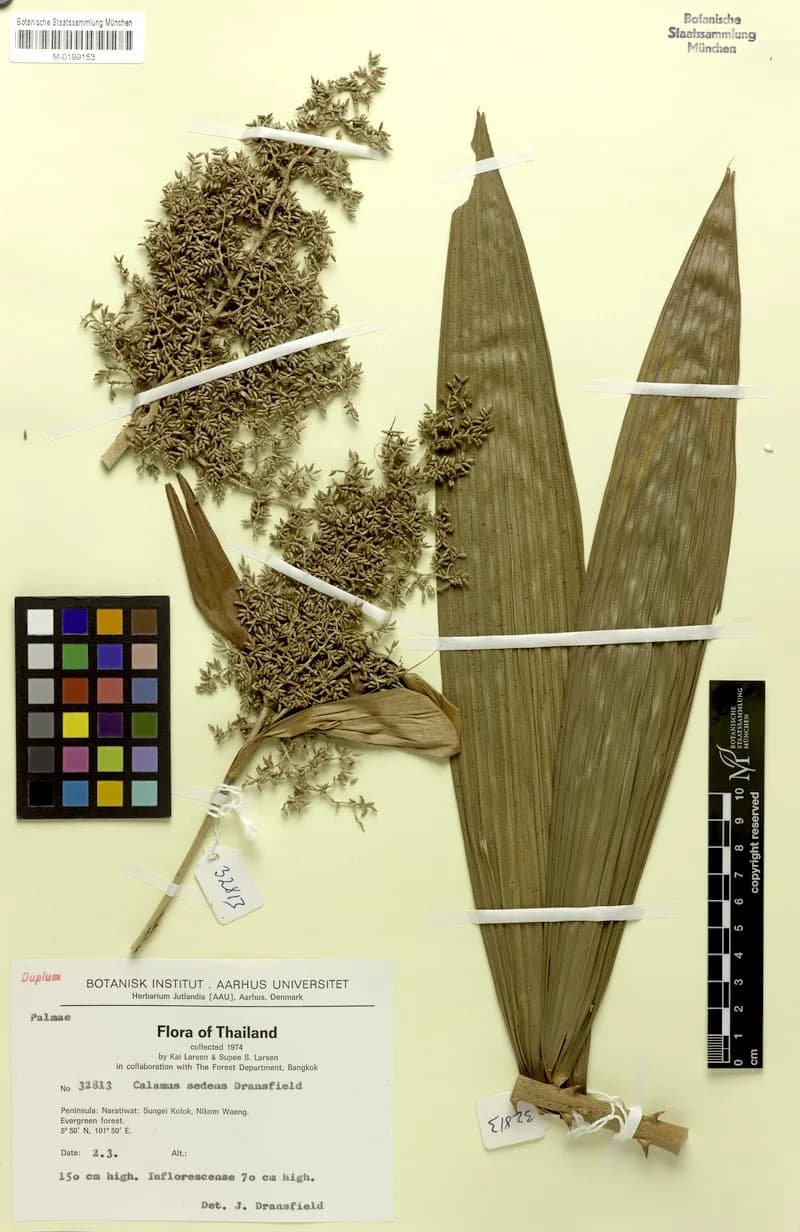 Botanical specimen of Calamus Sedens.