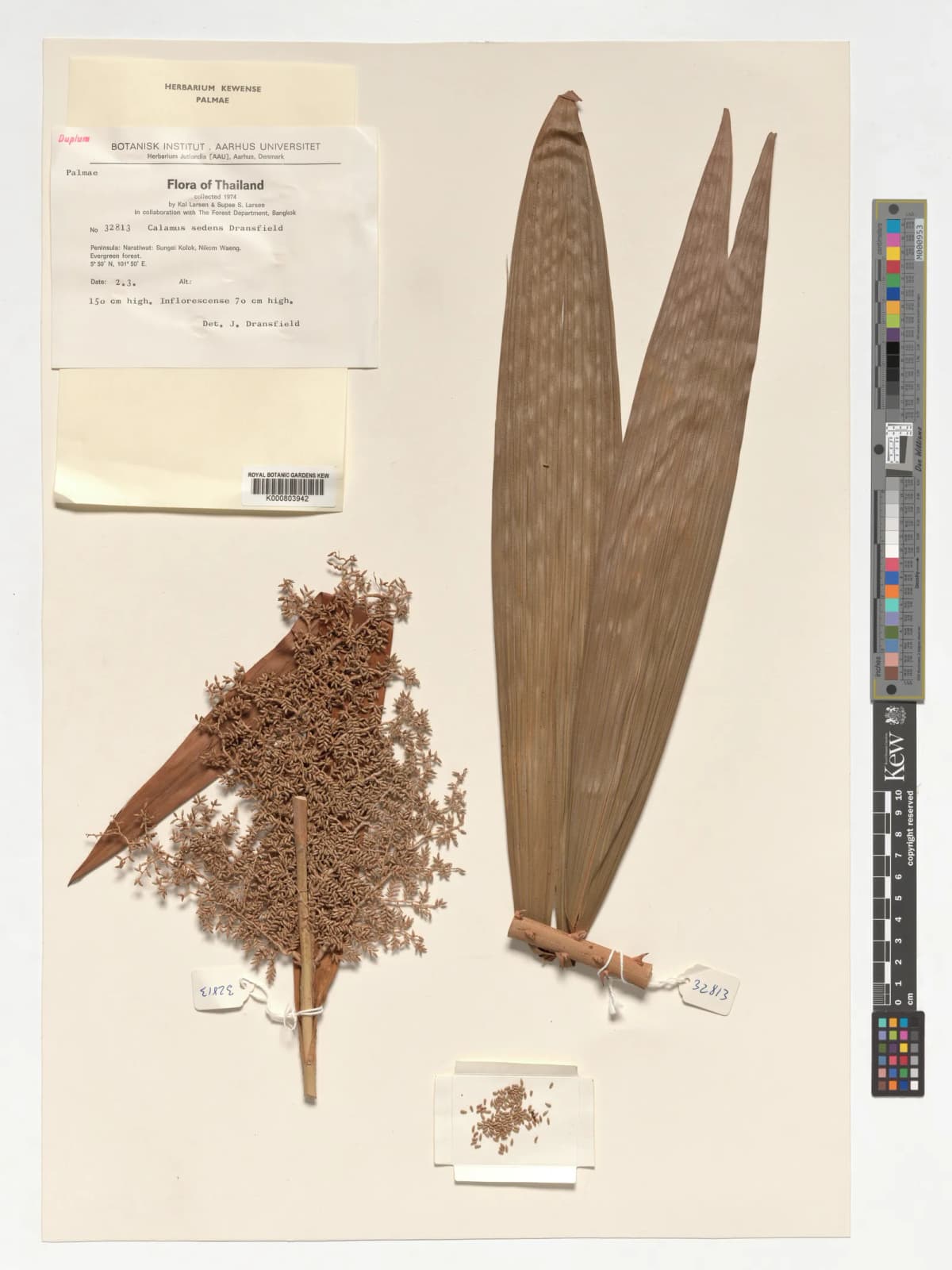 Botanical specimen of Calamus Sedens.