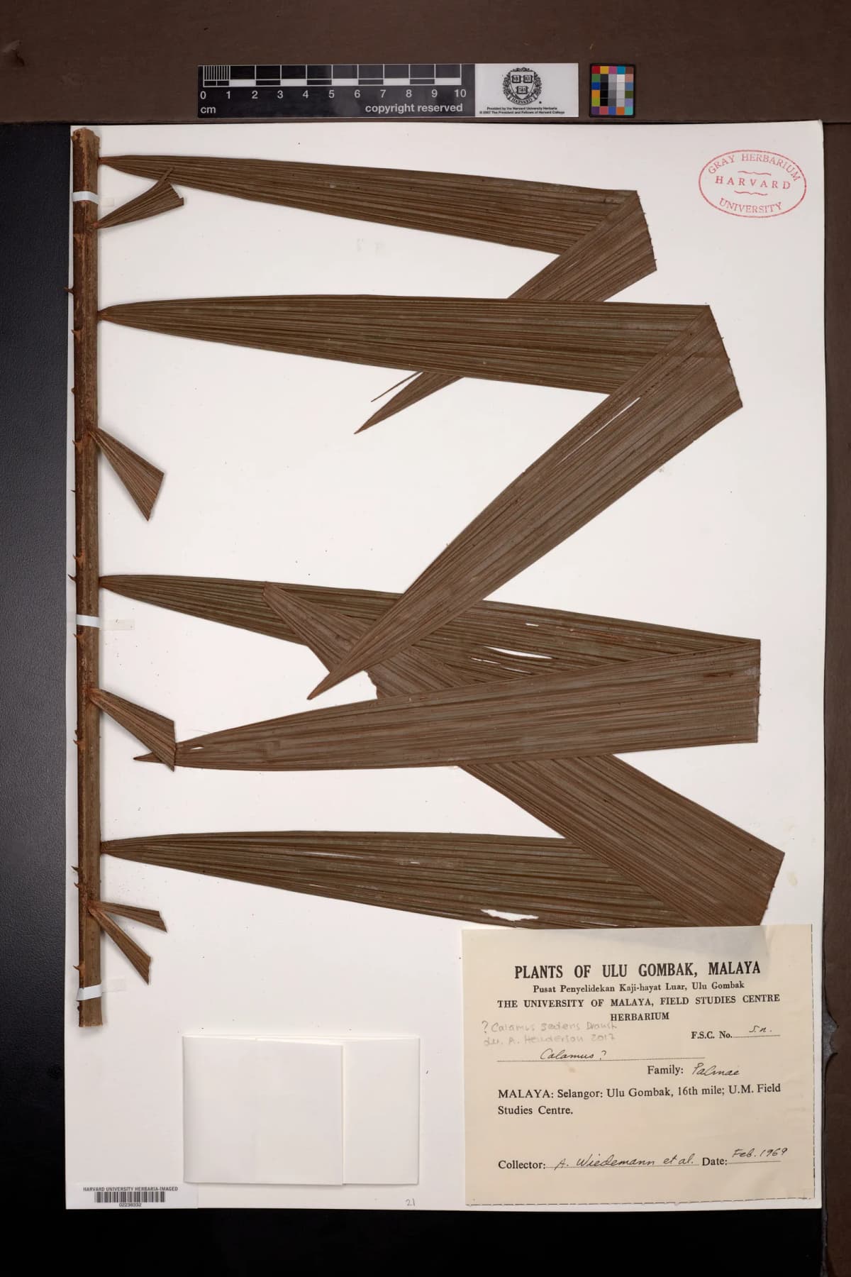 Botanical specimen of Calamus Sedens.