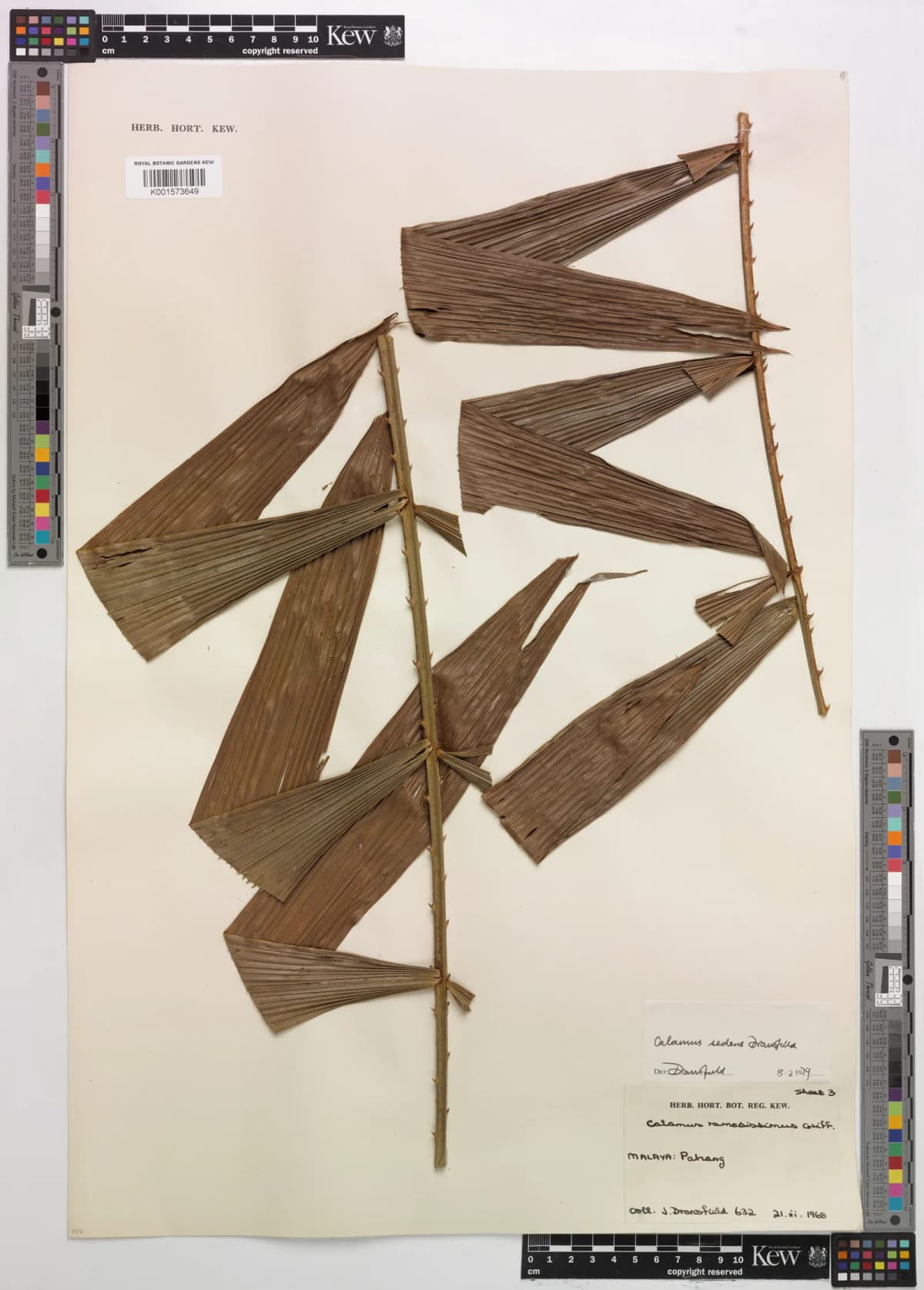 Botanical specimen of Calamus Sedens.