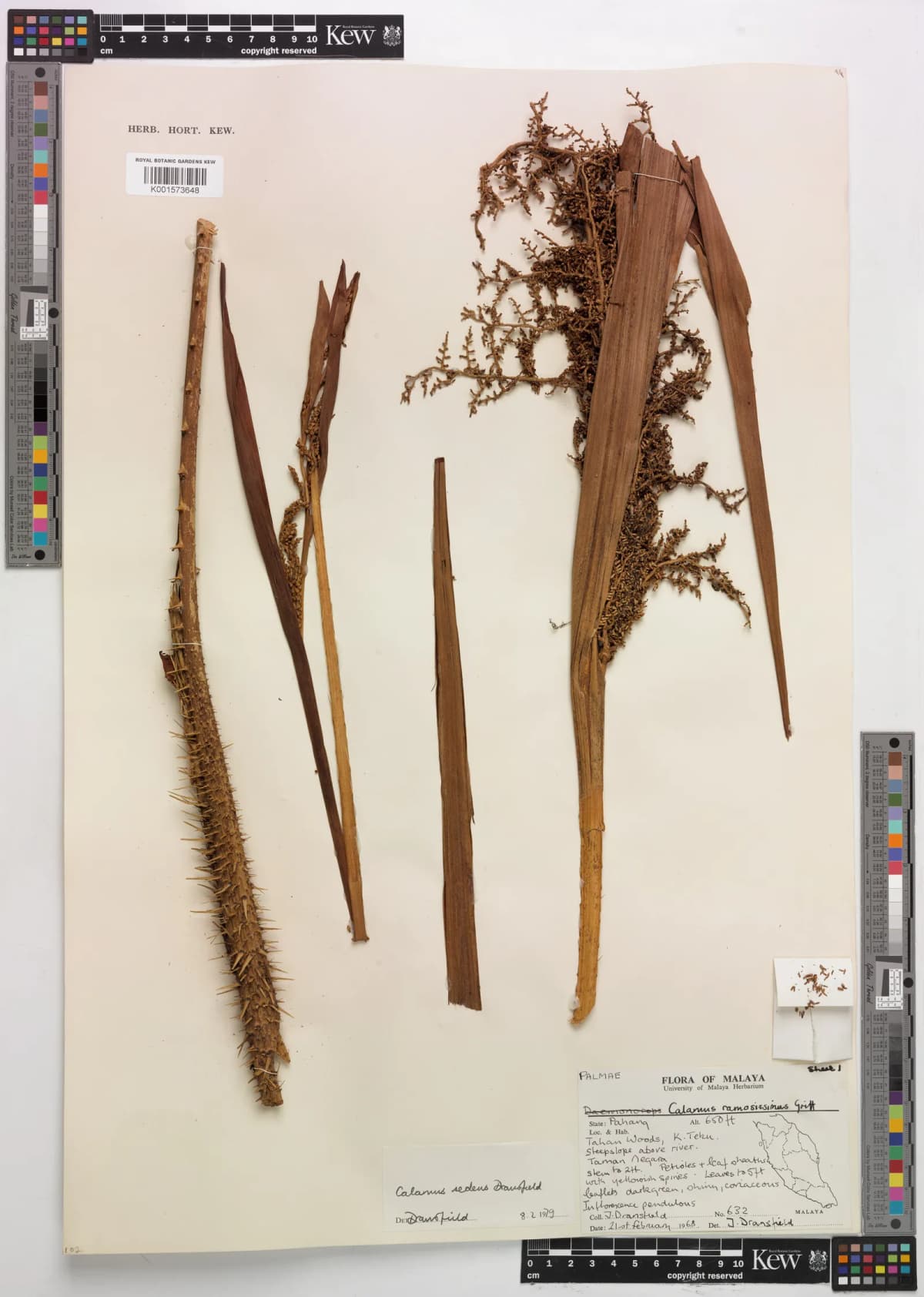 Botanical specimen of Calamus Sedens.