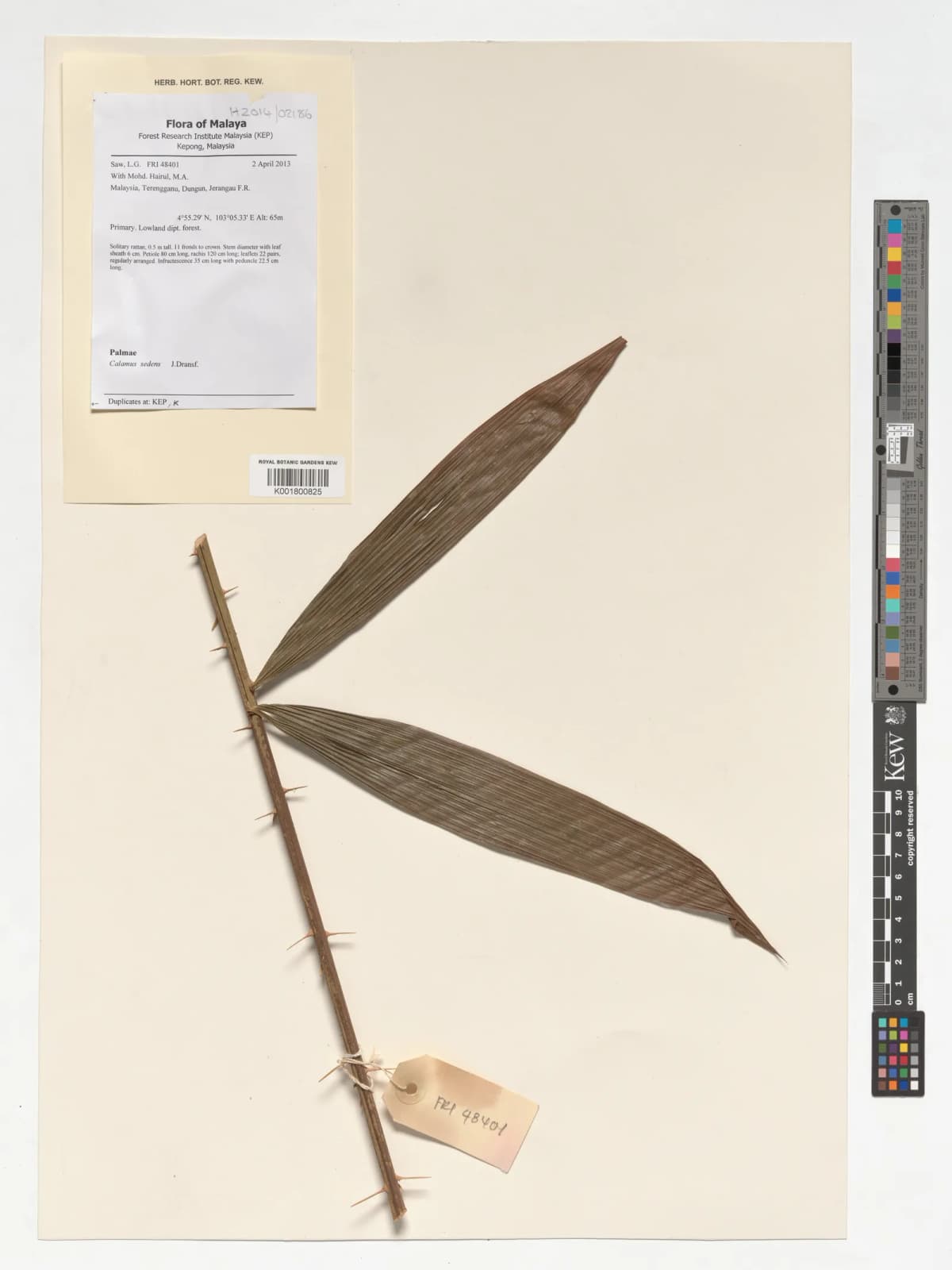 Botanical specimen of Calamus Sedens.