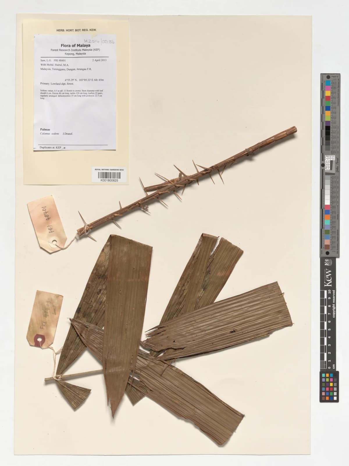 Botanical specimen of Calamus Sedens.