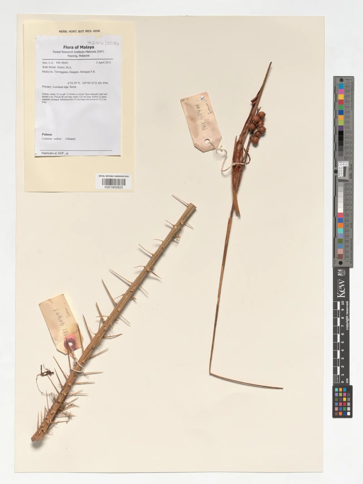 Botanical specimen of Calamus Sedens.