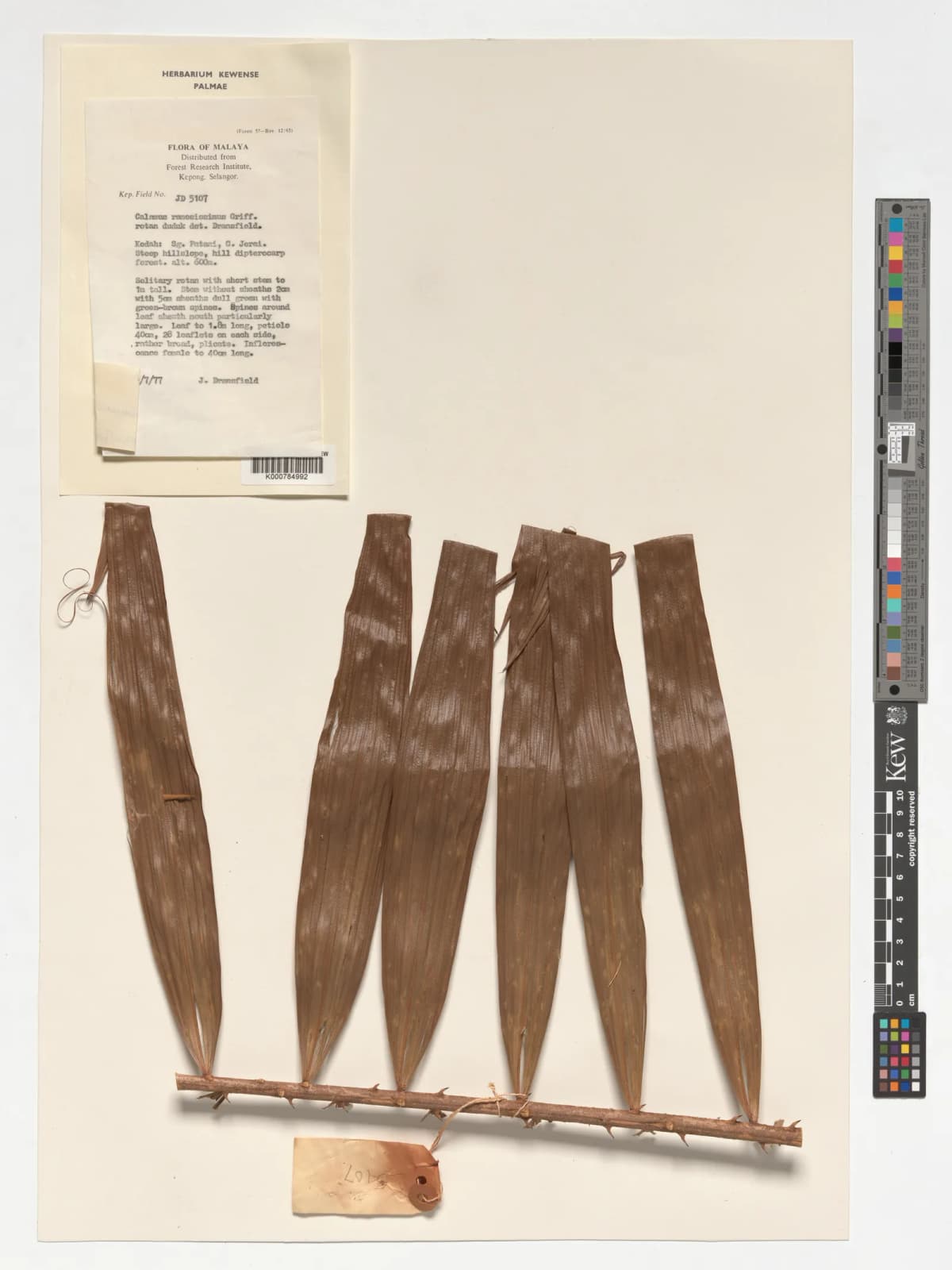 Botanical specimen of Calamus Sedens.