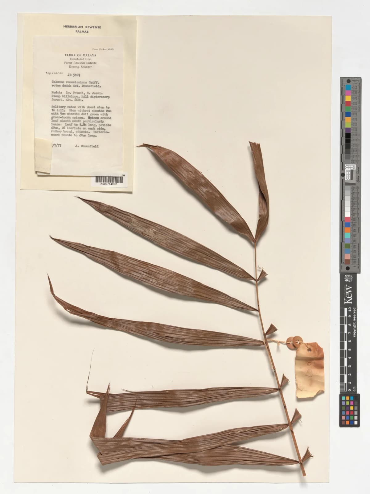 Botanical specimen of Calamus Sedens.
