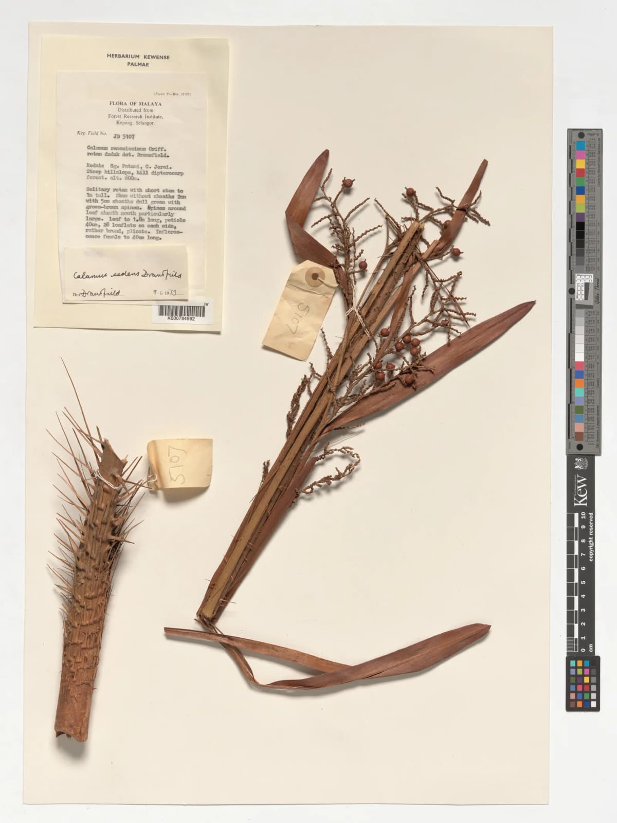 Botanical specimen of Calamus Sedens.