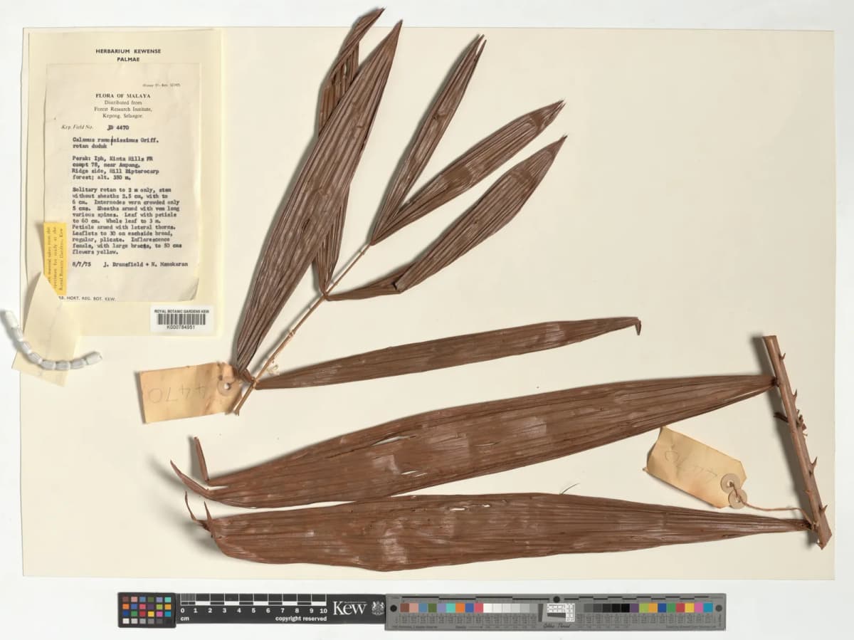 Botanical specimen of Calamus Sedens.