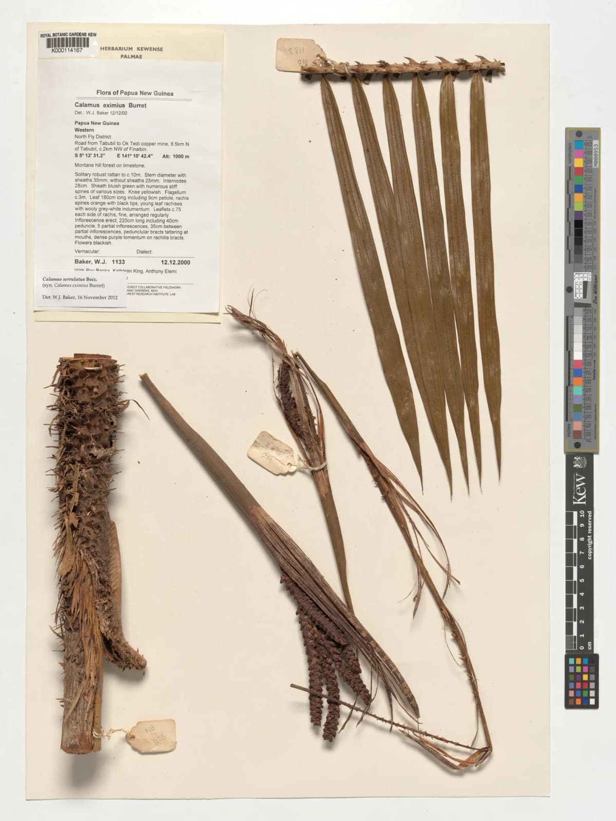Botanical specimen of Calamus Serrulatus.