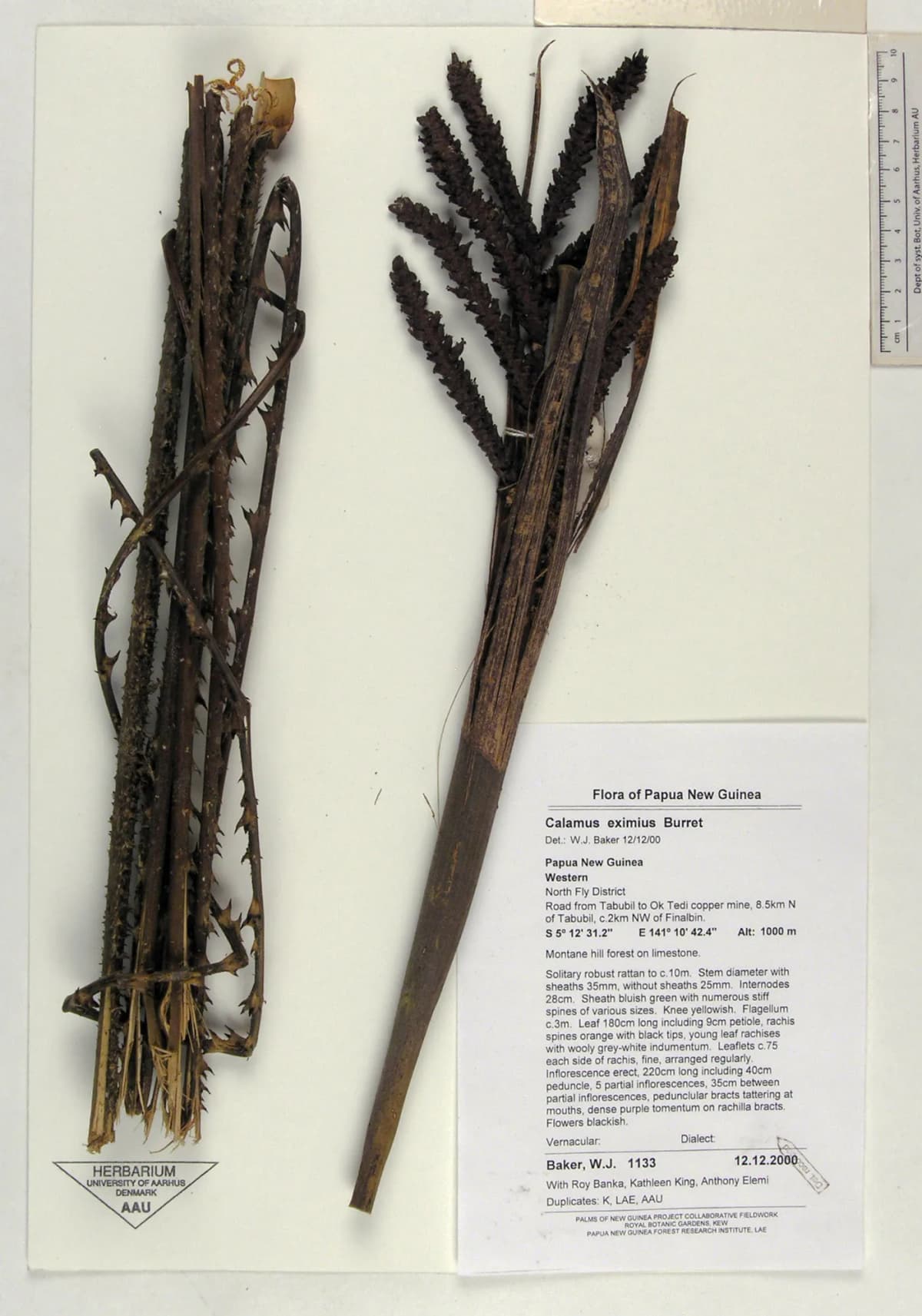Botanical specimen of Calamus Serrulatus.