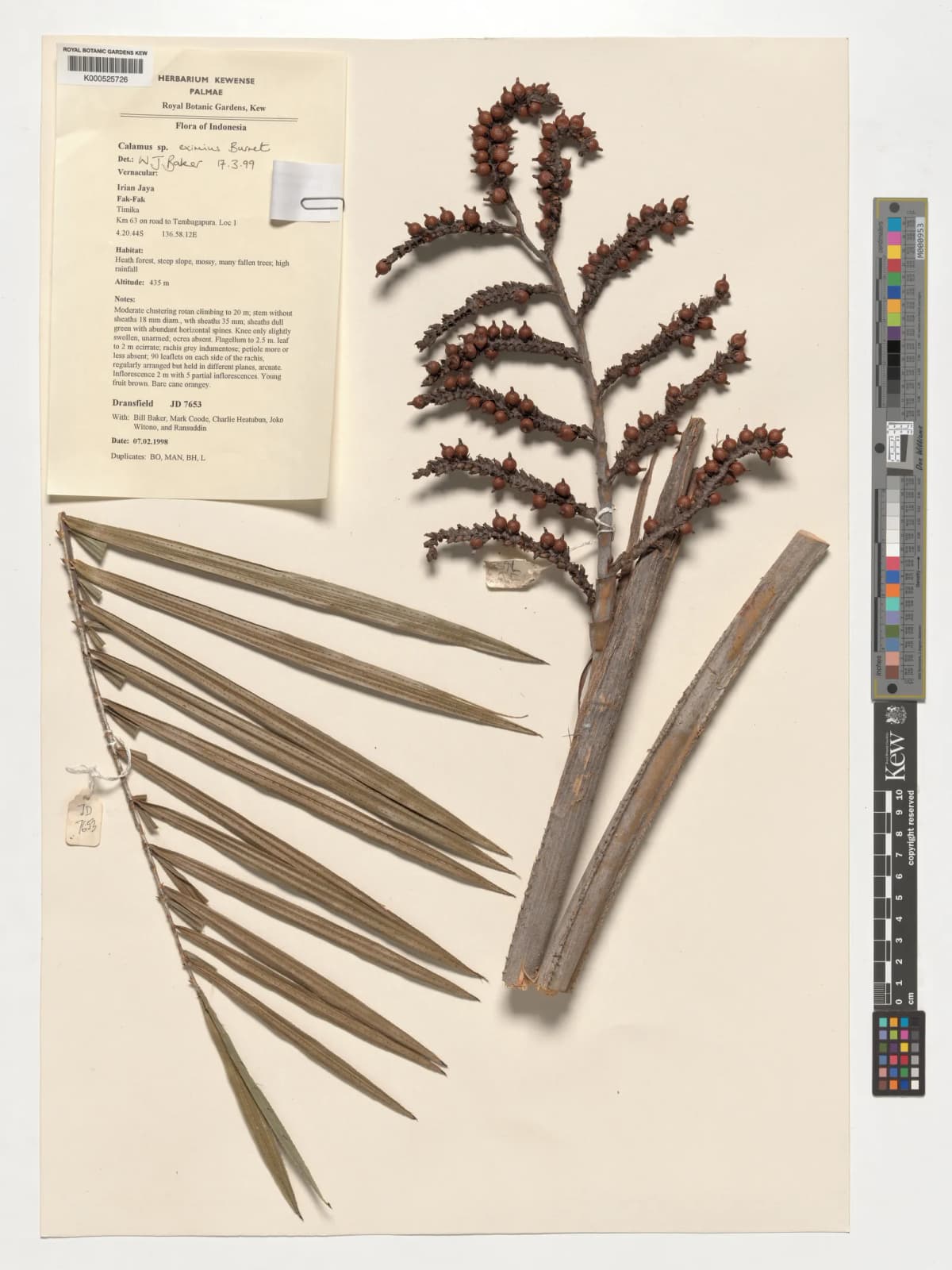 Botanical specimen of Calamus Serrulatus.