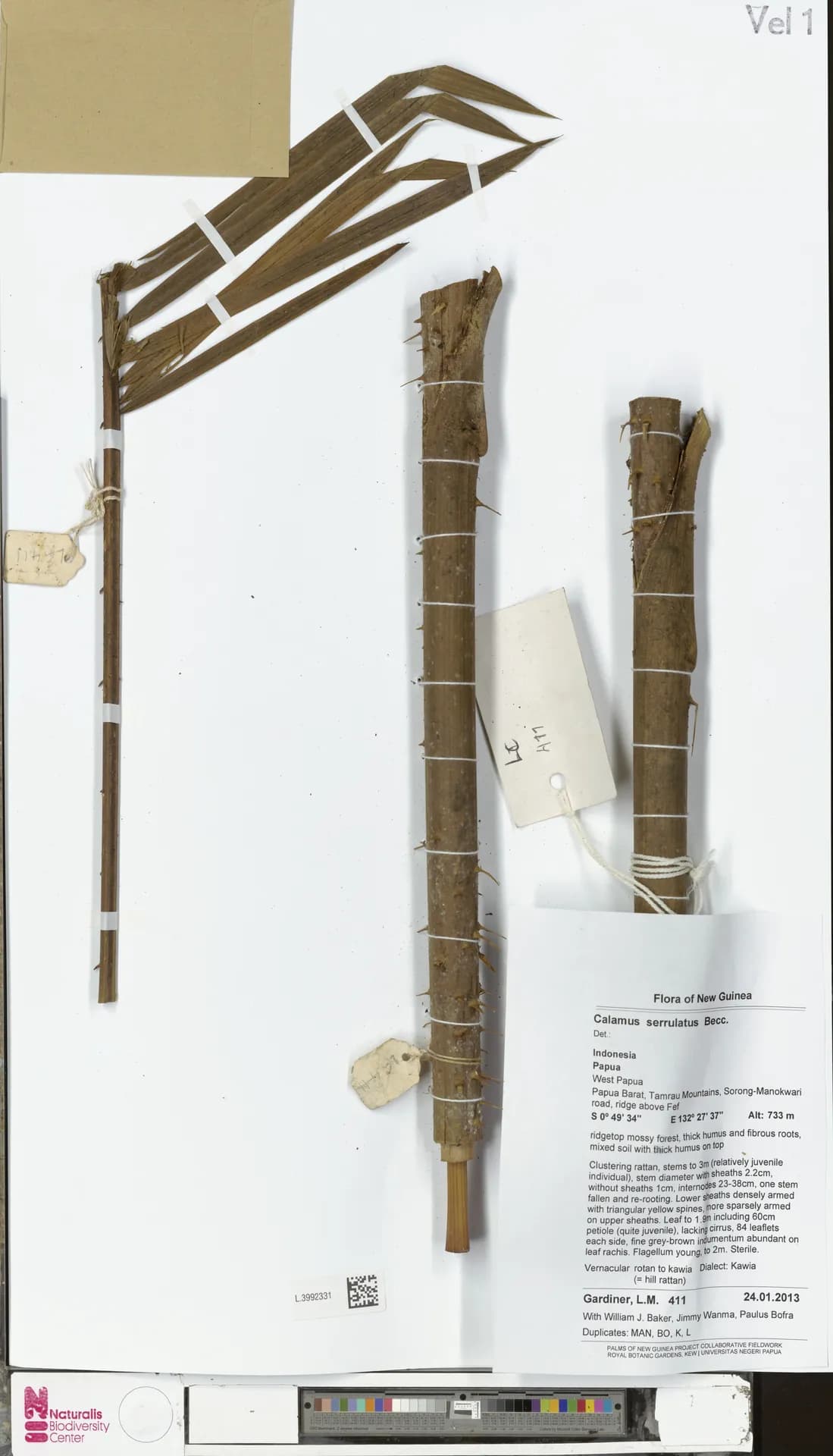 Botanical specimen of Calamus Serrulatus.