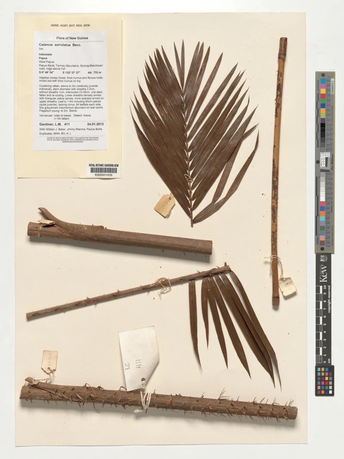 Botanical specimen of Calamus Serrulatus.
