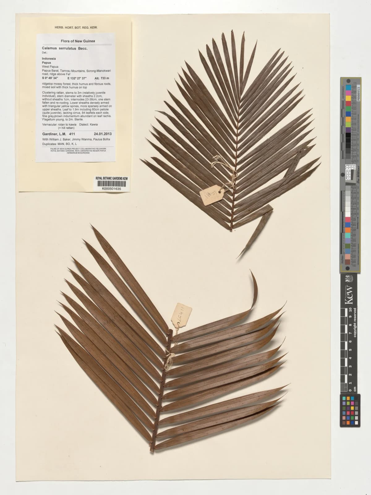 Botanical specimen of Calamus Serrulatus.