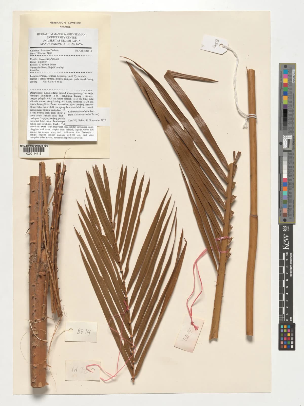 Botanical specimen of Calamus Serrulatus.
