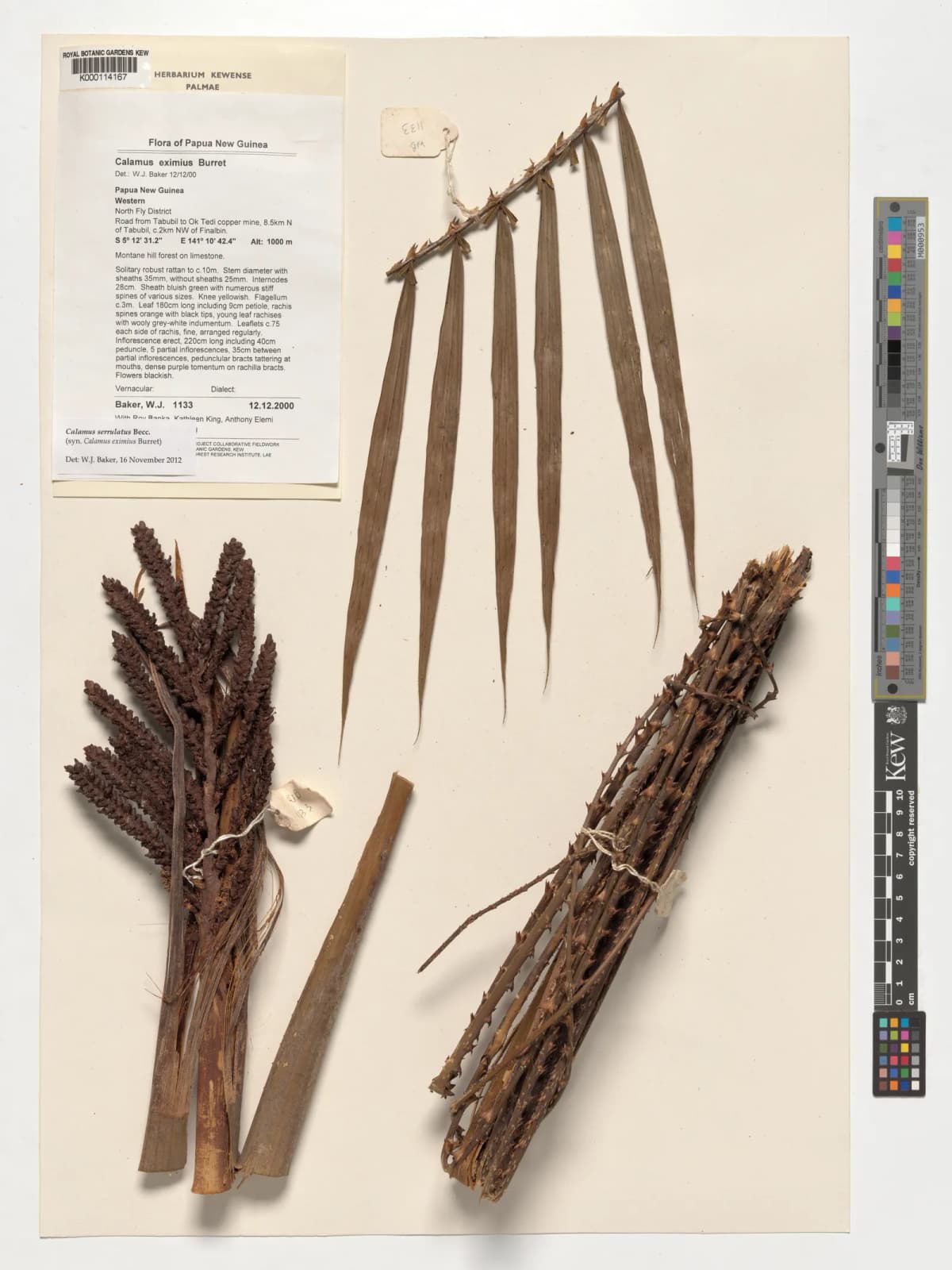 Botanical specimen of Calamus Serrulatus.
