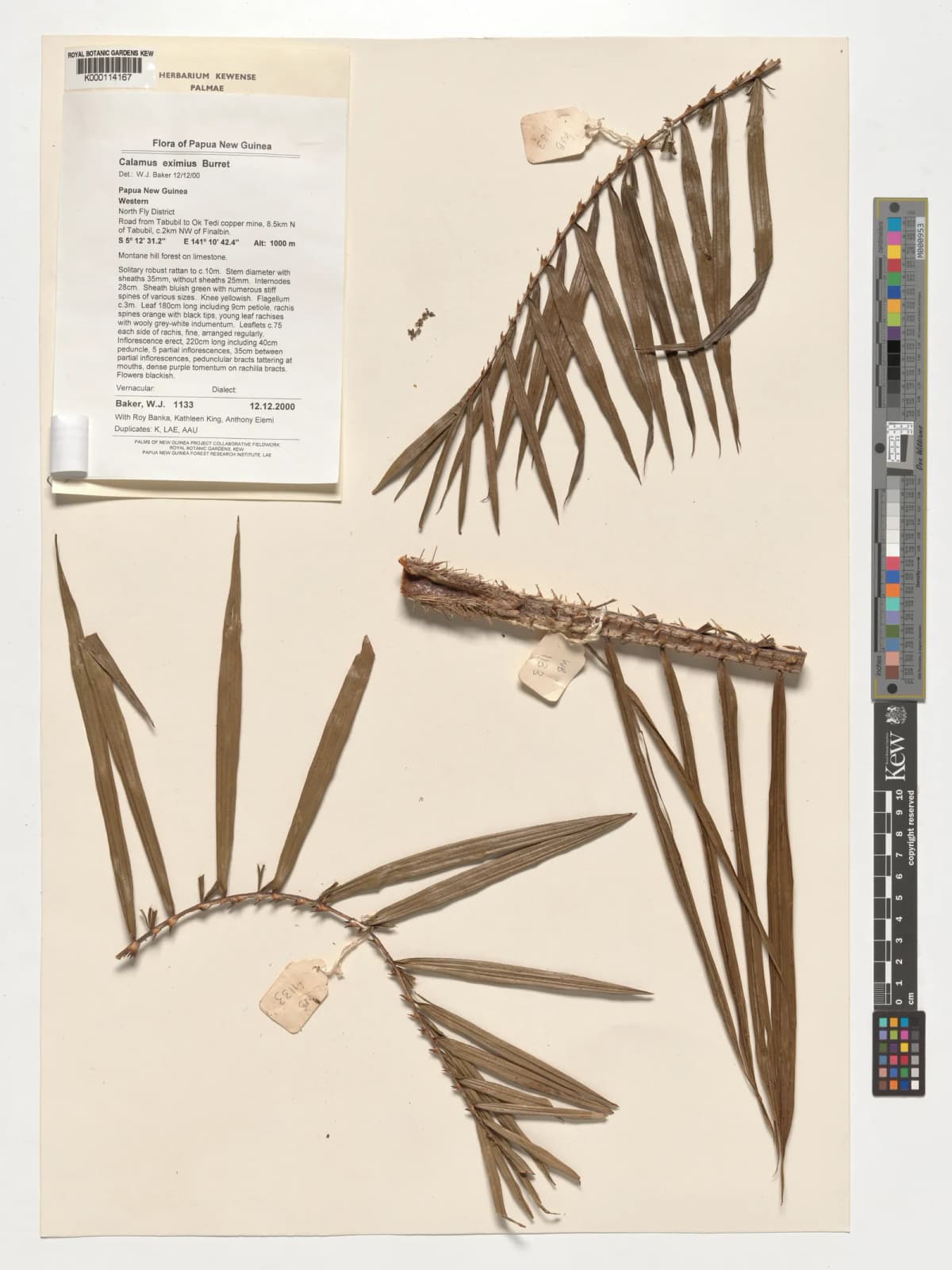 Botanical specimen of Calamus Serrulatus.