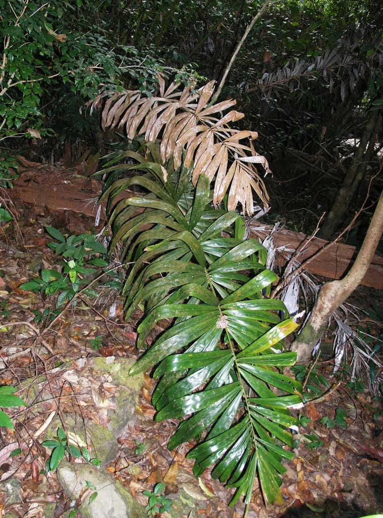Botanical specimen of Calamus Siamensis.