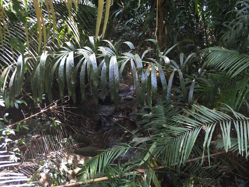 Botanical specimen of Calamus Siamensis.
