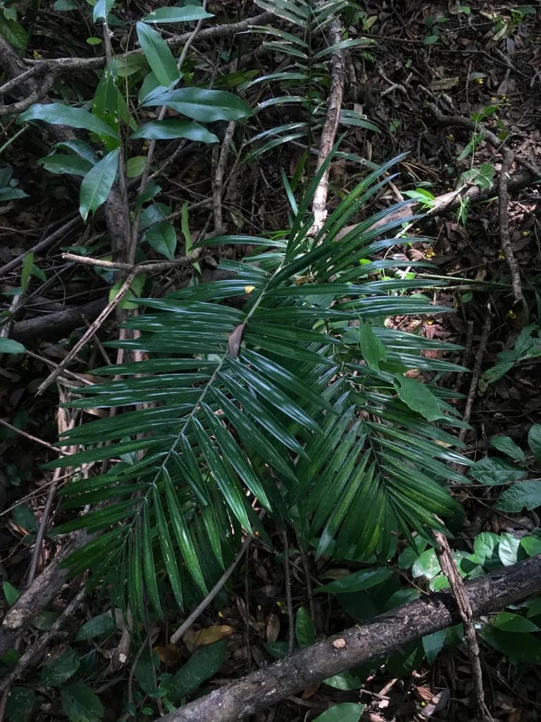 Botanical specimen of Calamus Siamensis.