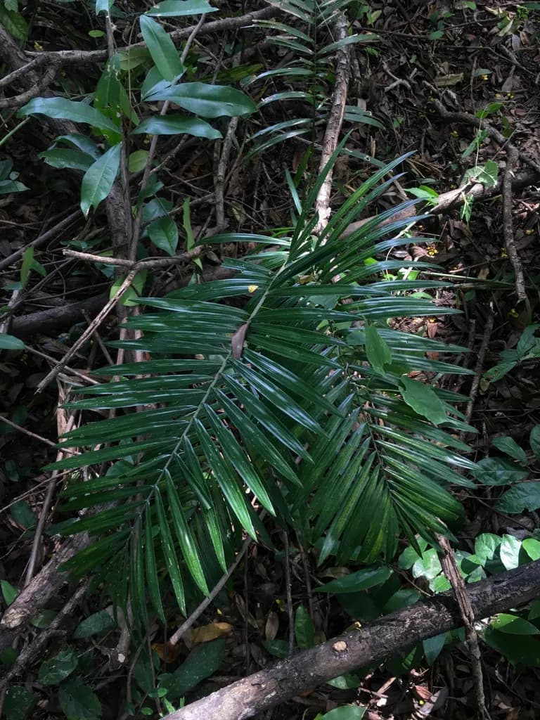 Botanical specimen of Calamus Siamensis.