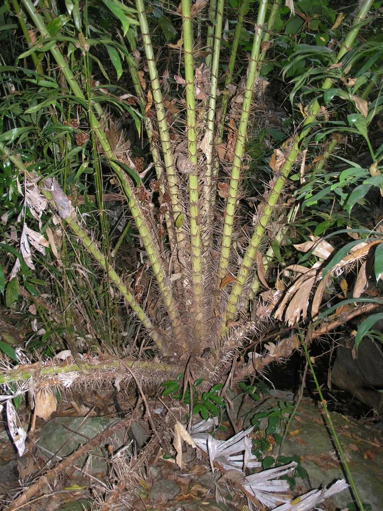 Botanical specimen of Calamus Siamensis.