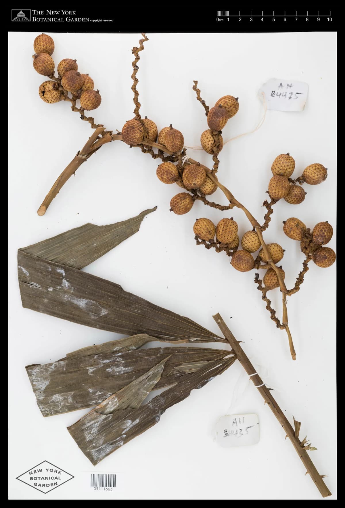Botanical specimen of Calamus Simplicifolius.