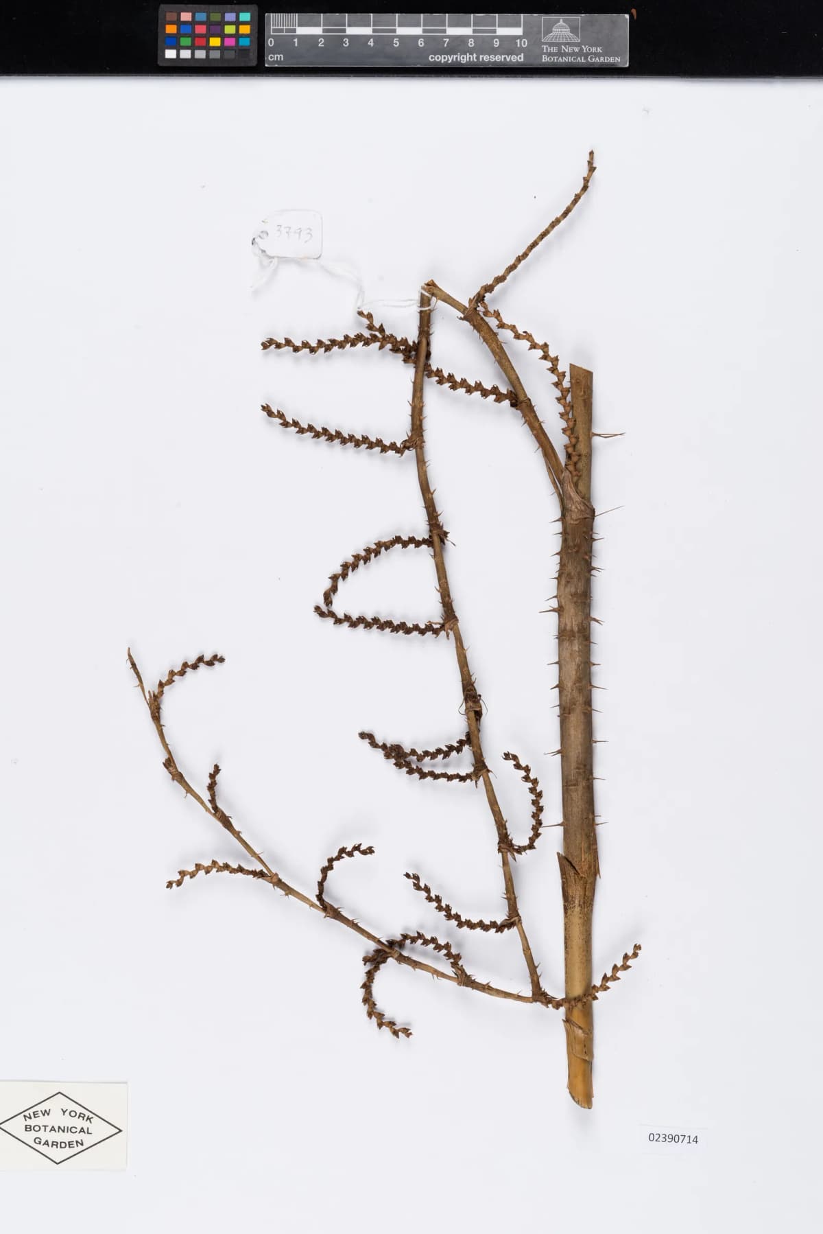 Botanical specimen of Calamus Simplicifolius.